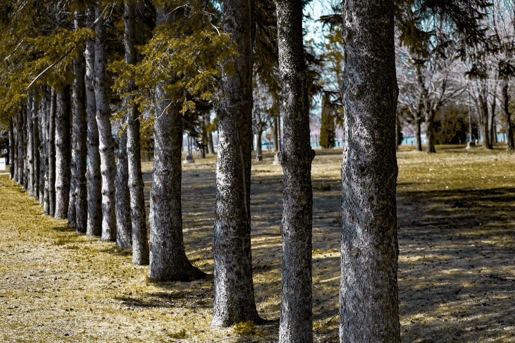 Lachine canal photography